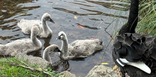 Second Black Swan cygnet dies