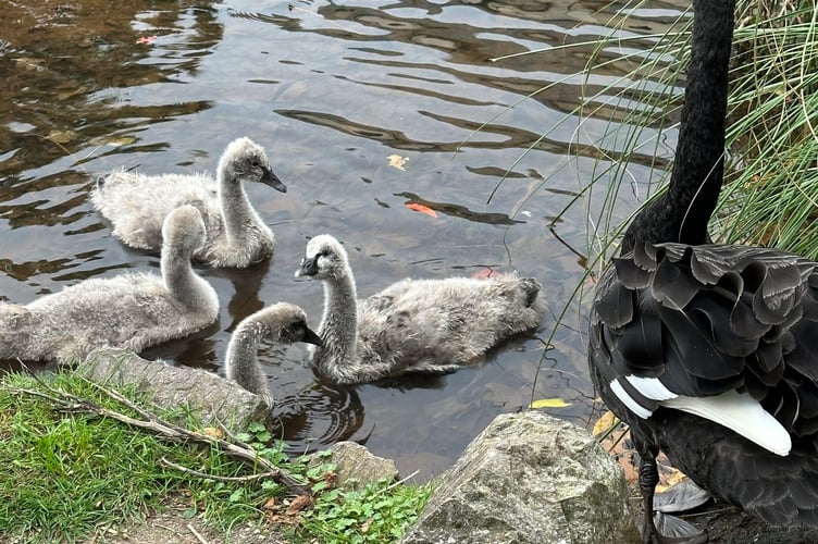 Mother Black Swan Kimba with the remaining cygnets. Photo Dawlish Waterfowl Warden