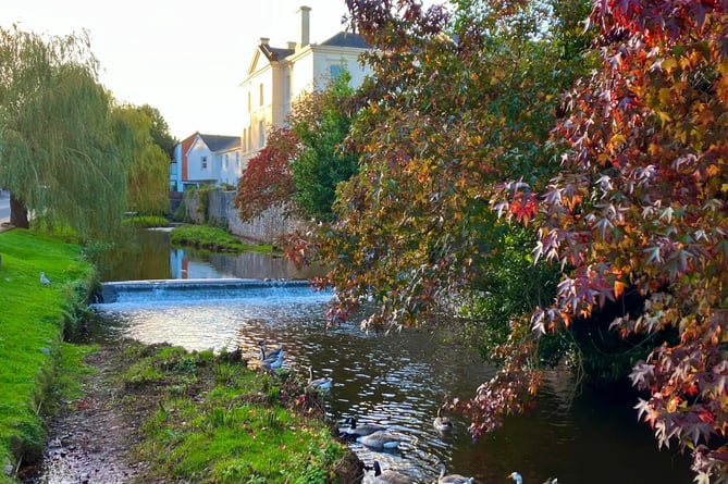 Dawlish Brook. photo Friends of Dawlish Brook.