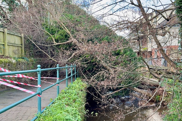 Tree down during Storm Darragh at Manor Gardens Dawlish. Photo Bob Simpson 