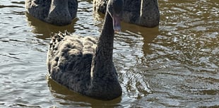 Cygnets kept away from protective dad Bert