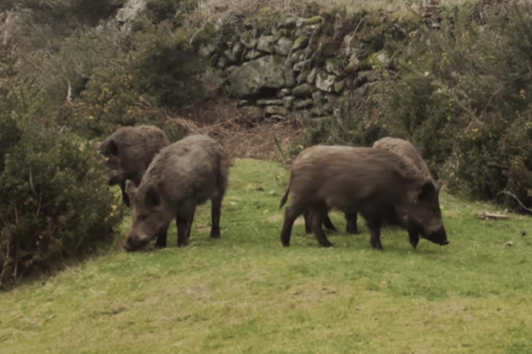 The video of what appears to be wild boar was shared by Bespoke Engaging Education Services Ltd (BEES) 