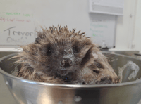 Soaking up the bubbles like no other hedgehog