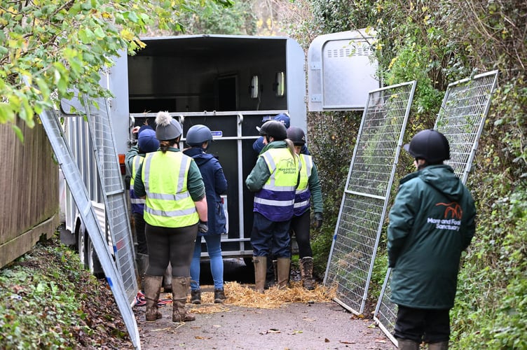 Charity rescuing more horses. Photo Mare and Foal Sanctuary